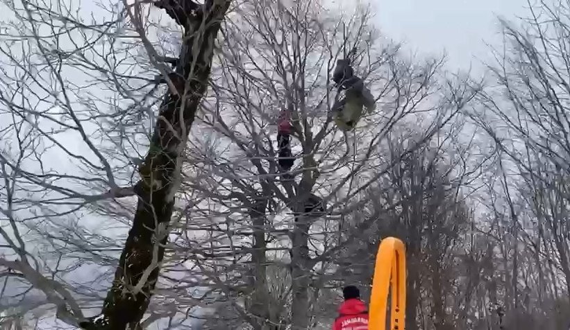 Üzerine düştüğü ağaç hayatını kurtardı 