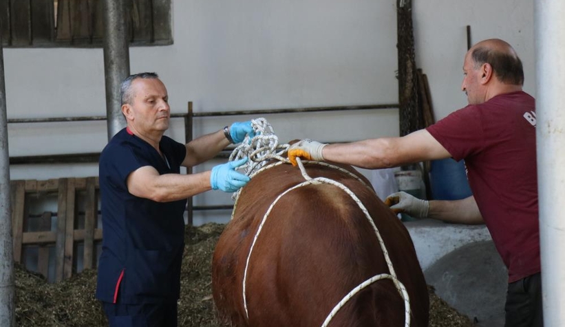 Uzmanında kurban yatırma tekniği