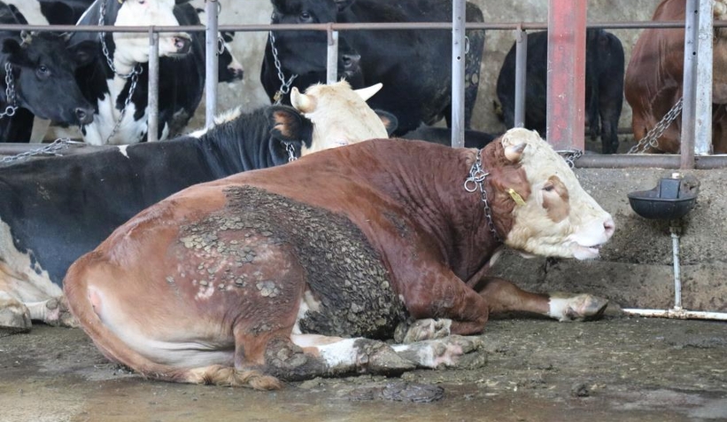 Uzmanında kurban yatırma tekniği