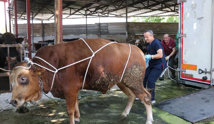 Uzmanında kurban yatırma tekniği