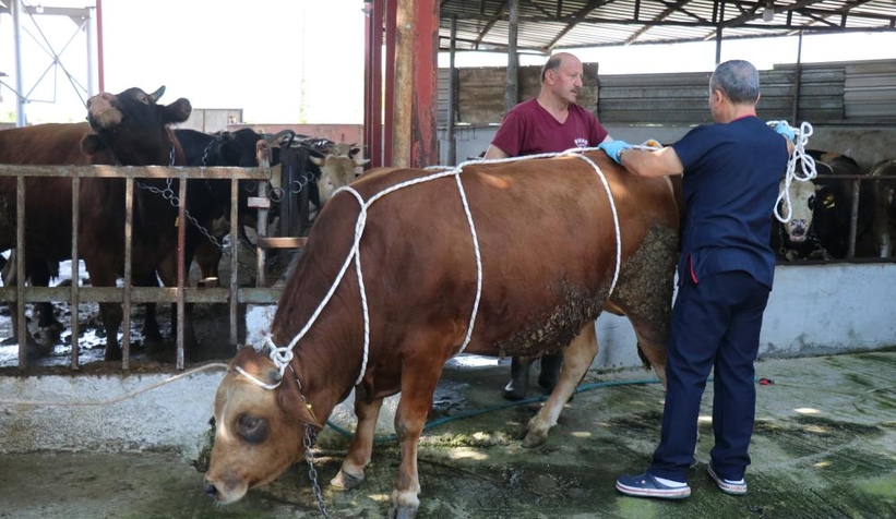 Uzmanında kurban yatırma tekniği