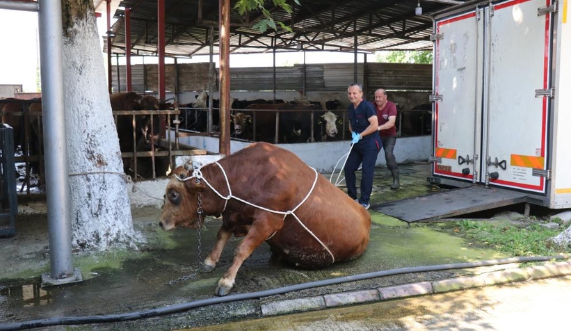Uzmanında kurban yatırma tekniği