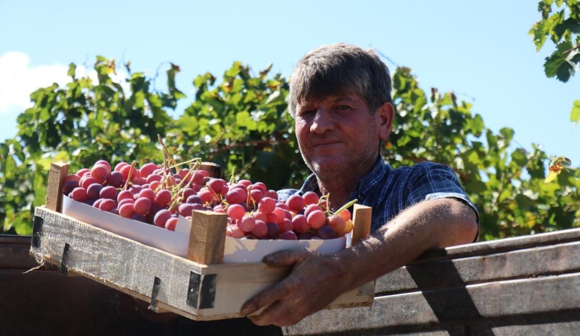 Üzüm üreticinin yüzünü güldürdü