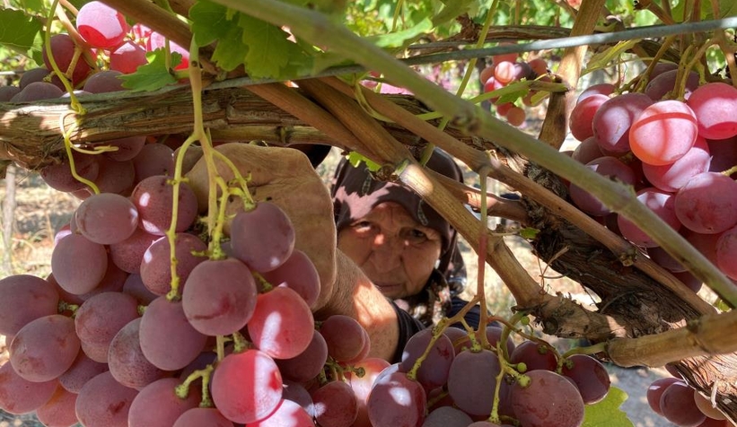 Üzüm üreticinin yüzünü güldürdü