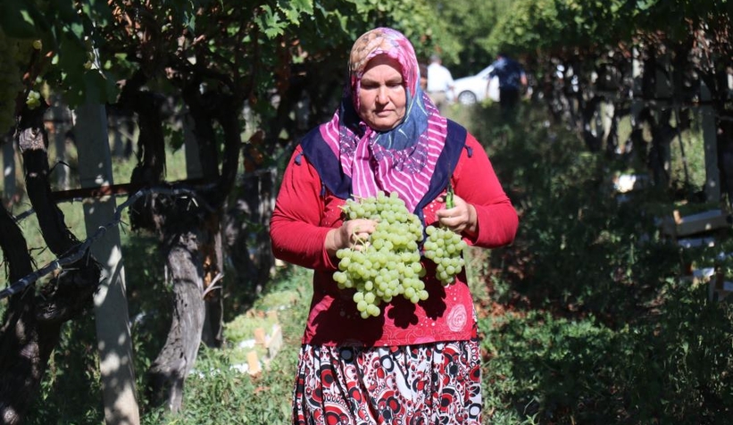Üzüm üreticinin yüzünü güldürdü