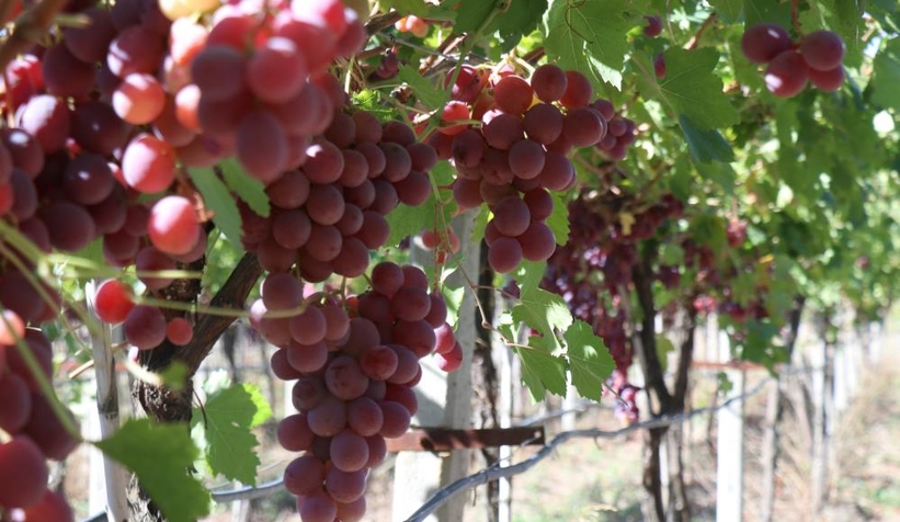 Üzüm üreticinin yüzünü güldürdü