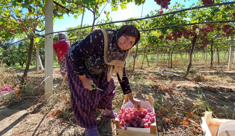 Üzüm üreticinin yüzünü güldürdü