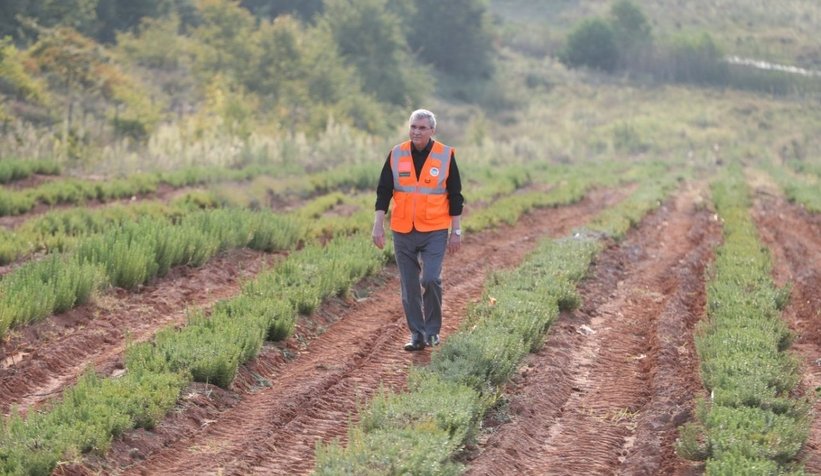 Vadide 150 dekar biberiye hasadı tamam