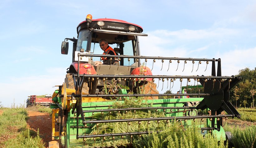 Vadide 150 dekar biberiye hasadı tamam