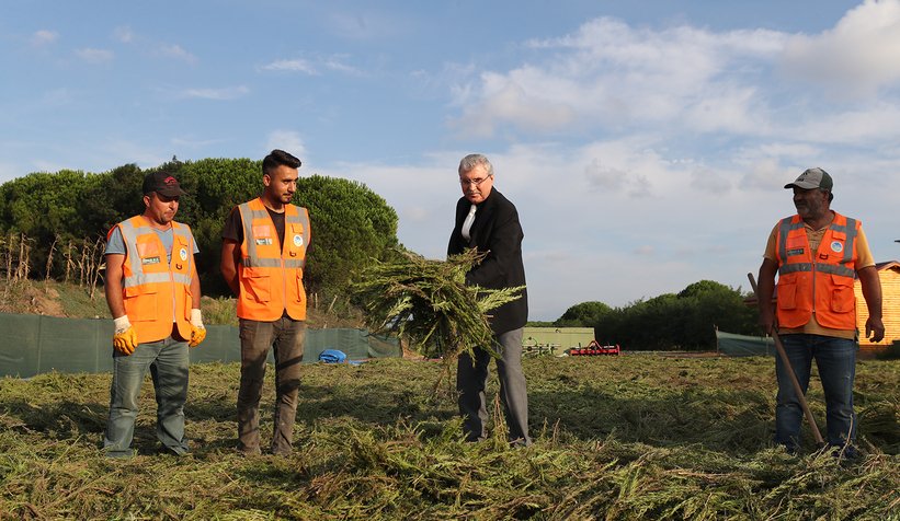 Vadide 150 dekar biberiye hasadı tamam