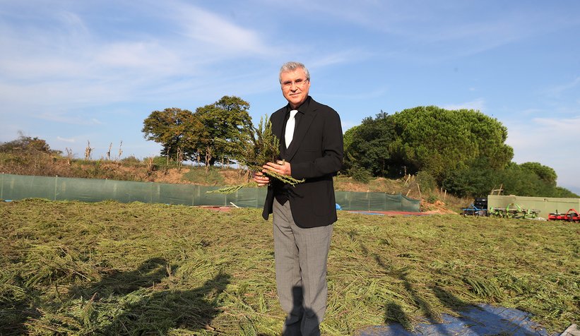 Vadide 150 dekar biberiye hasadı tamam