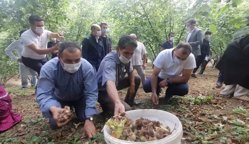Vali Kaldırım Kocaali'de işçilerle birlikte fındık topladı