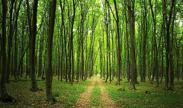 Valilik ormanlarda piknik ve mangalı yasakladı