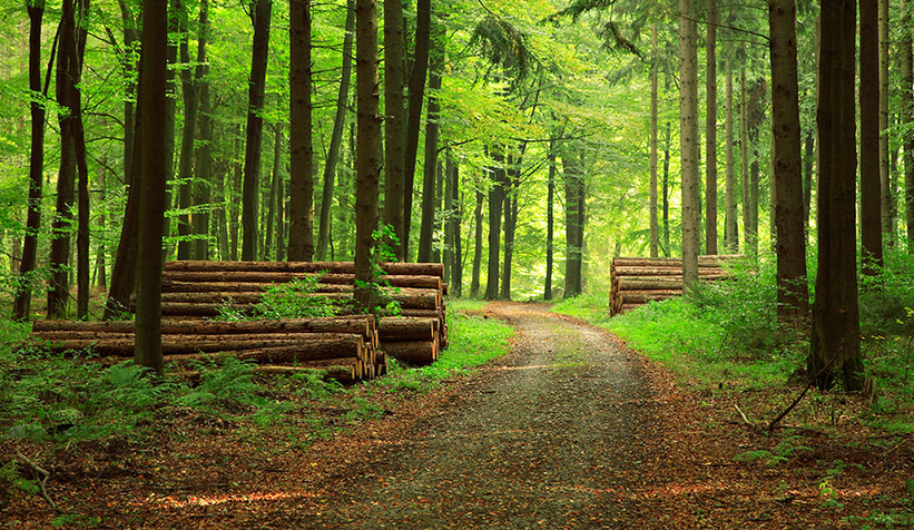 Valilik ormanlarda piknik ve mangalı yasakladı
