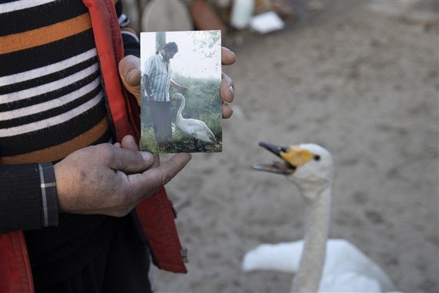 Vefanın böylesi İyileştirdiği kuğu, 37 yıldır yanından ayrılmıyor