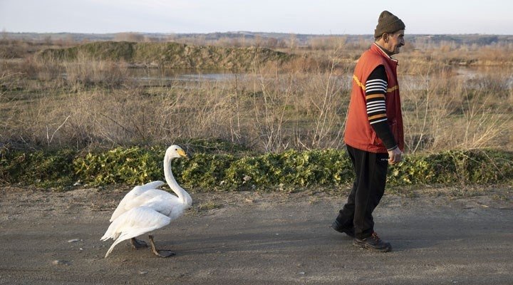 Vefanın böylesi İyileştirdiği kuğu, 37 yıldır yanından ayrılmıyor