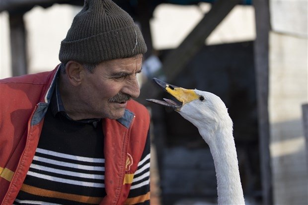 Vefanın böylesi İyileştirdiği kuğu, 37 yıldır yanından ayrılmıyor