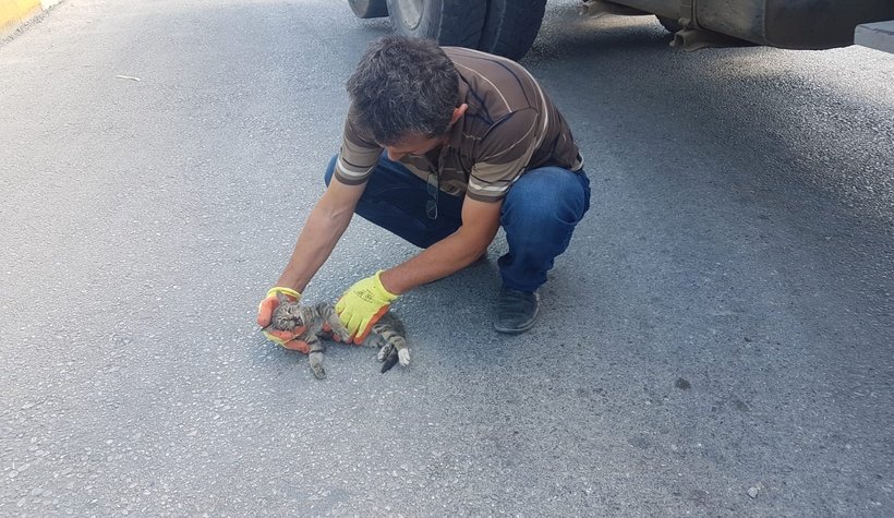 Vicdansızlık yavru kediye çarpıp kaçtı