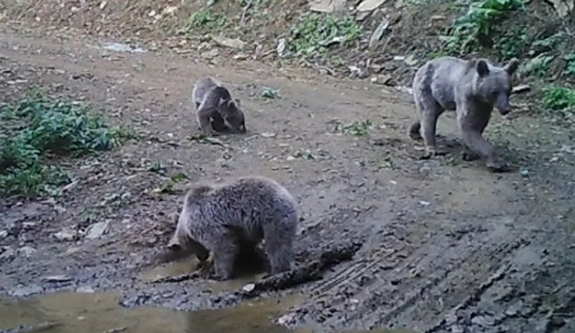 Yaban hayvanları foto kapanlara takıldı