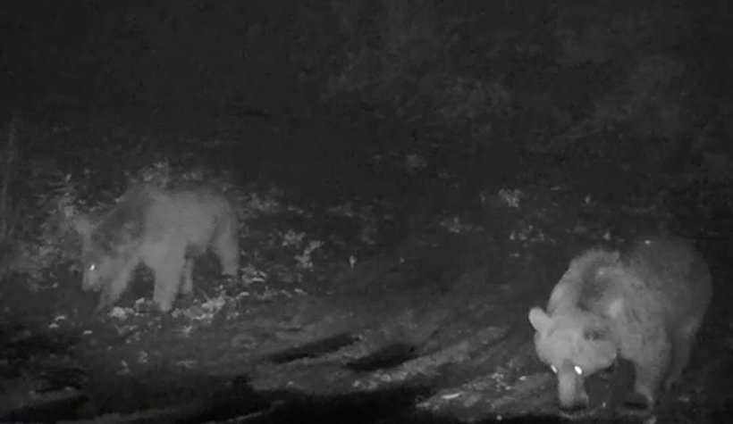 Yaban hayvanları foto kapanlara takıldı