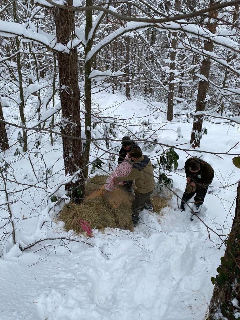 Yaban hayvanları için doğaya yiyecek bırakıldı