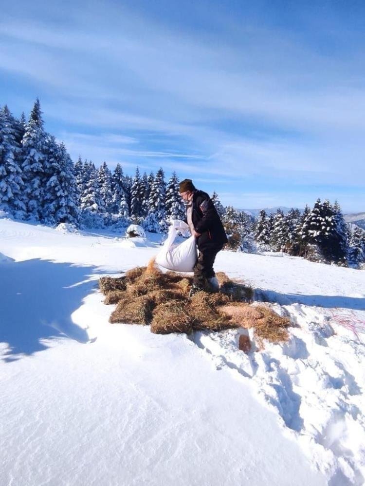 Yaban hayvanları için yiyecek bırakıldı