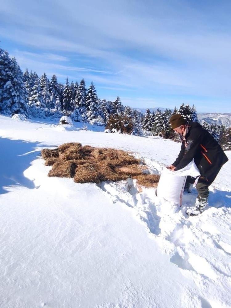 Yaban hayvanları için yiyecek bırakıldı