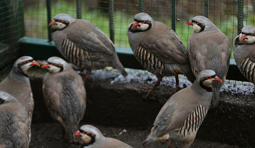 Yaban hayvanlarına özenle bakılıyor