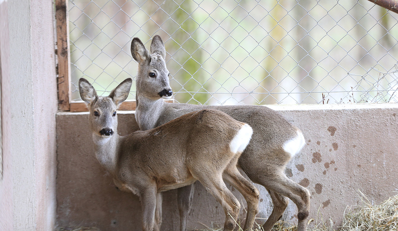 Yaban hayvanlarına özenle bakılıyor