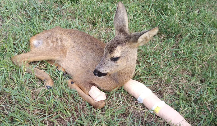 Yaban hayvanlarına özenle bakılıyor