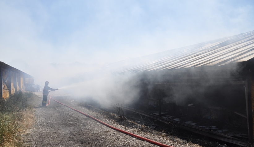 Yanan kümeste 20 bin civciv telef oldu