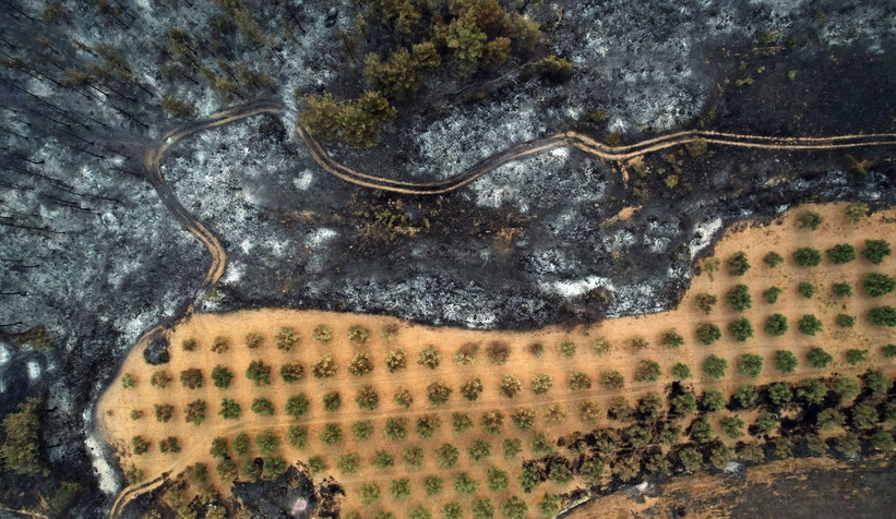 Yanan ormandan gerice ürkütücü manzara kaldı
