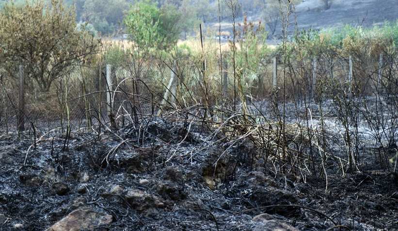 Yanan ormandan gerice ürkütücü manzara kaldı