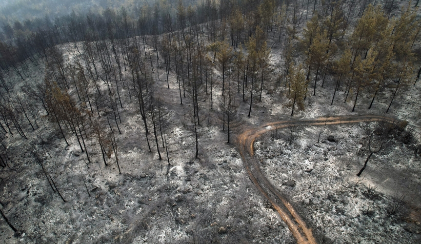 Yanan ormandan gerice ürkütücü manzara kaldı