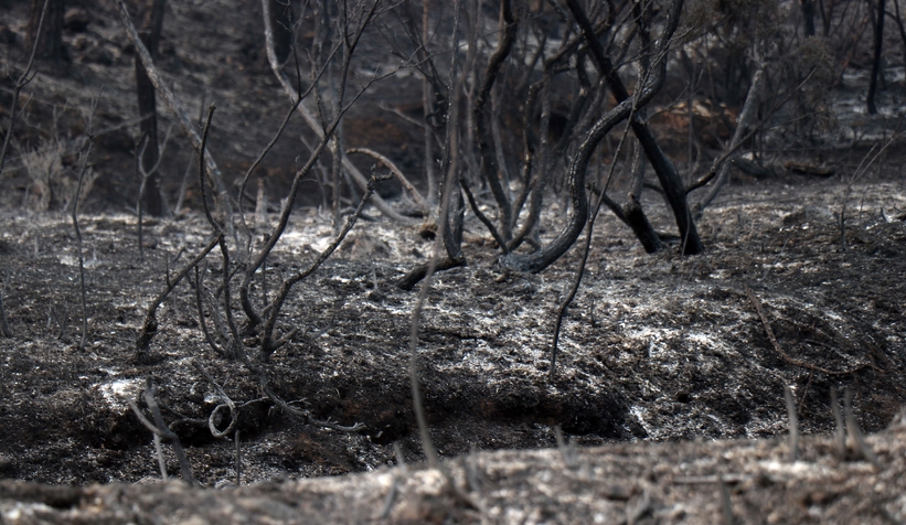 Yanan ormandan gerice ürkütücü manzara kaldı
