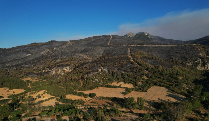 Yanan ormandan gerice ürkütücü manzara kaldı