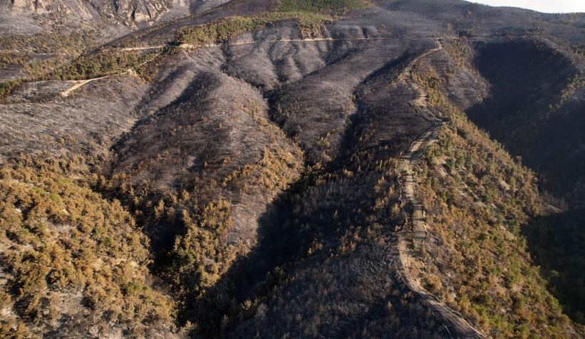 Yanan ormandan gerice ürkütücü manzara kaldı
