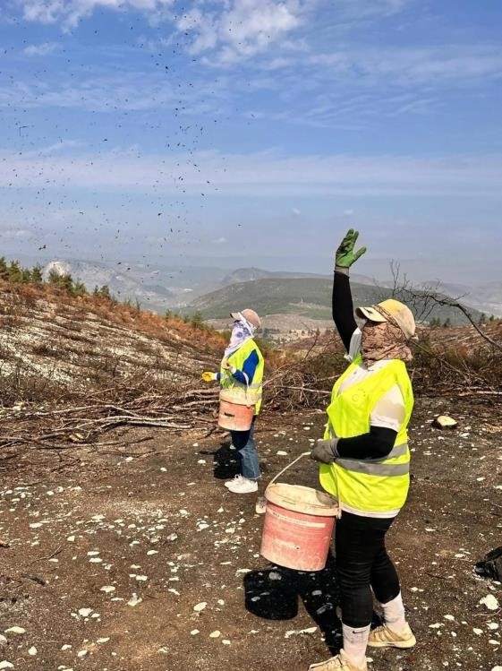 yanan-ormanlarda-yesillendirme-calismalari-suruyorrvdjrgjkn3