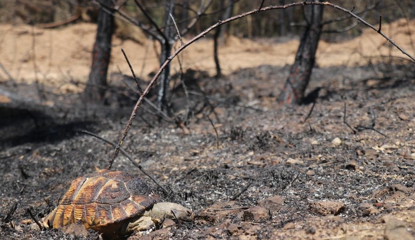 Yangın sonrası en acı fotoğraf
