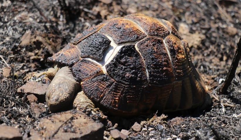 Yangın sonrası en acı fotoğraf