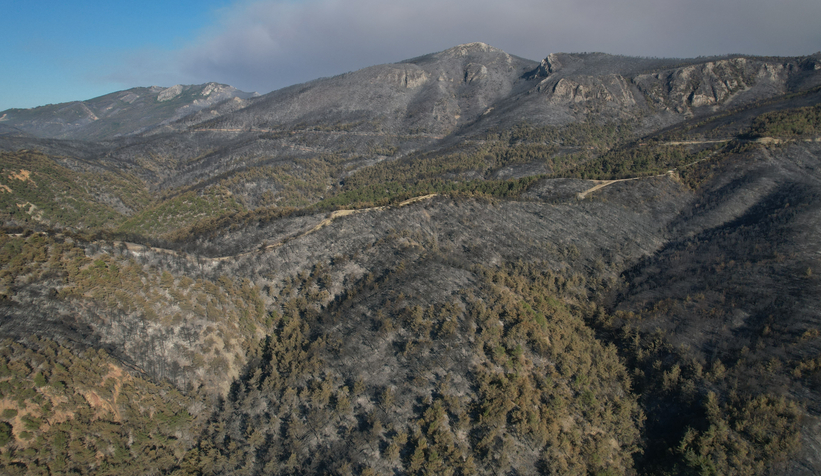 Yangın sonrası yeşil gitti, siyah geldi