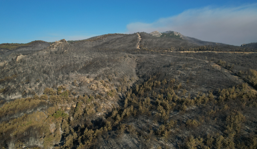 Yangın sonrası yeşil gitti, siyah geldi