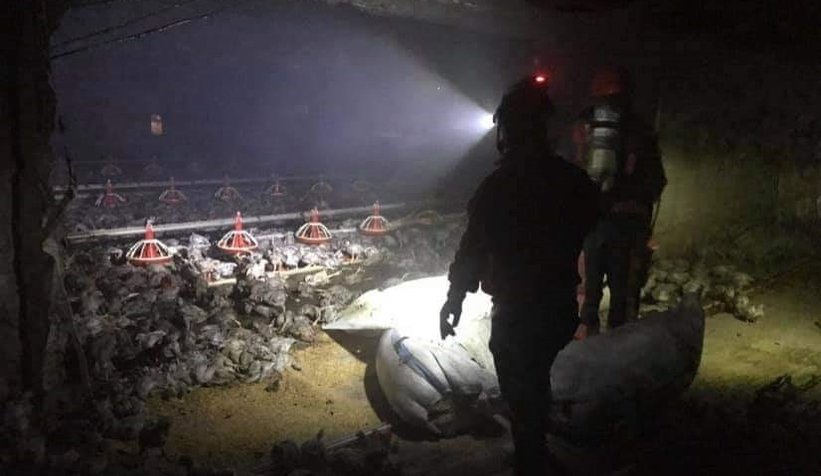 Yangında 30 bin tavuk telef oldu