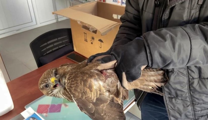 Yaralı atmacaya yardım eli uzattı