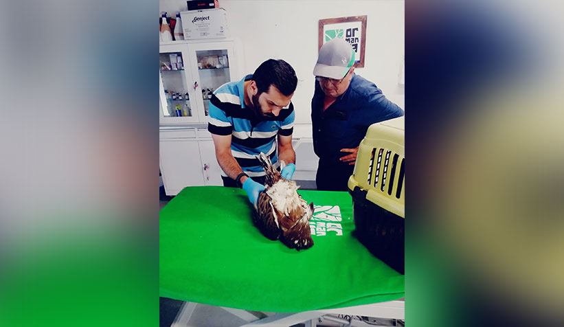 Yaralı bulunan yılan kartalı tedavi ediliyor