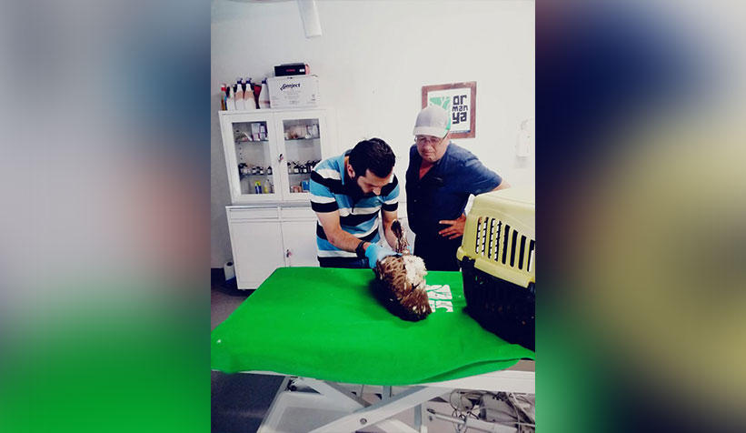 Yaralı bulunan yılan kartalı tedavi ediliyor