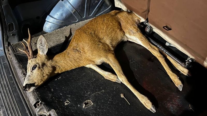 Yaralı geyiği çobanlar buldu