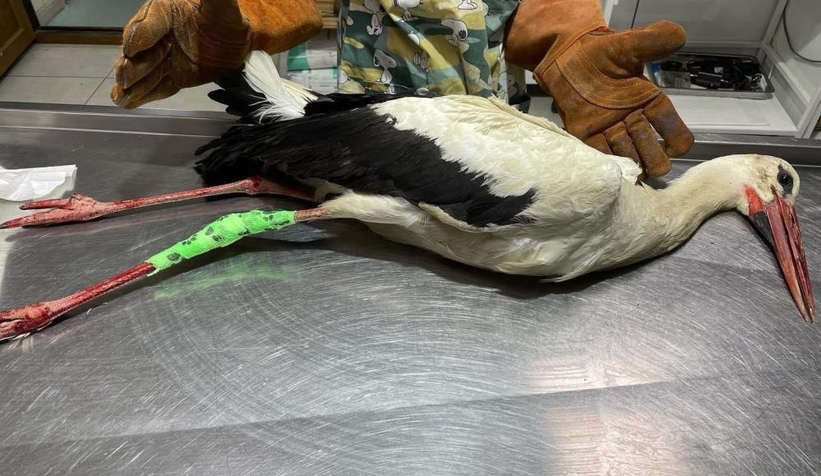 Yaralı halde bulundu