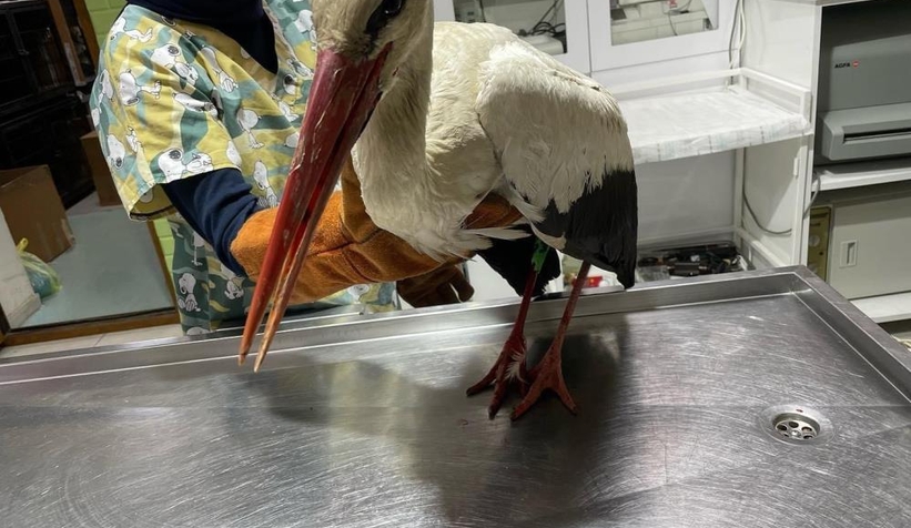 Yaralı halde bulundu