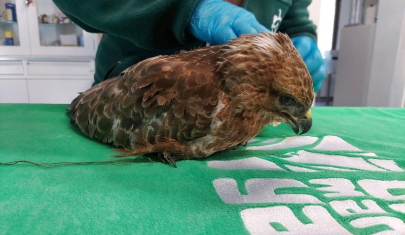 Yaralı Kızıl Şahin tedavi altına alındı